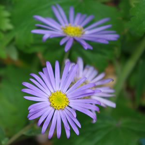 Aster frikartii Monch